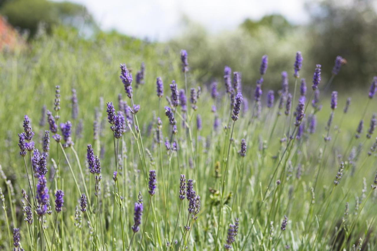 Officinalis - Family Vacation House Villa Brzac Bagian luar foto